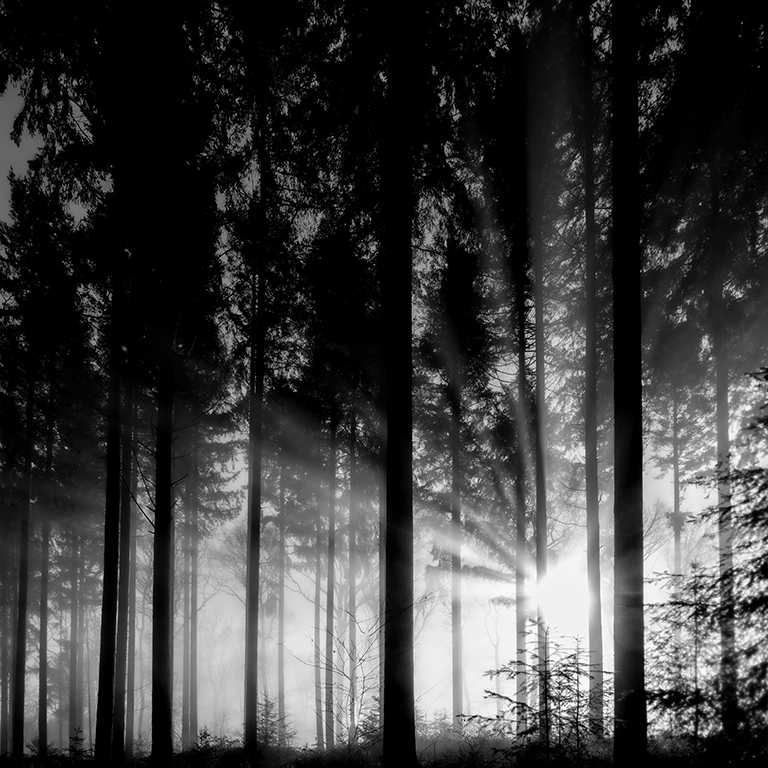 Photography - Perche - Forest - Evy Cohen