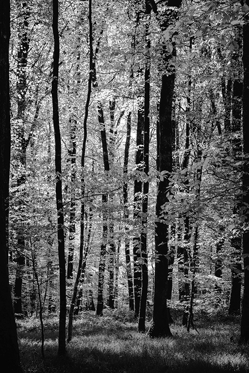 Photography - Perche - Foret BW- Evy Cohen
