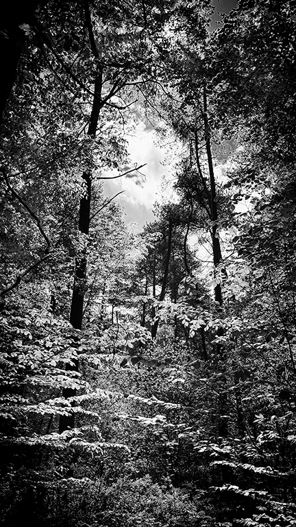 Photography - Perche - Forest BW- Evy Cohen