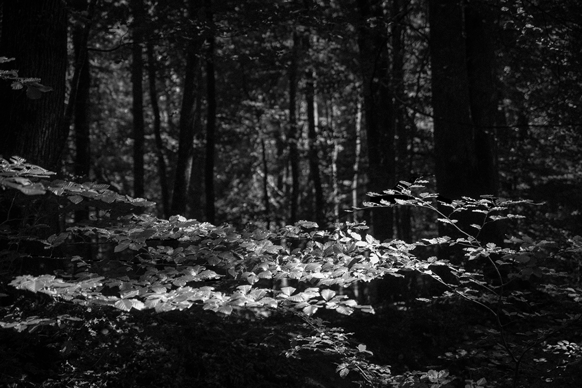 Photography - Perche - Forest BW- Evy Cohen