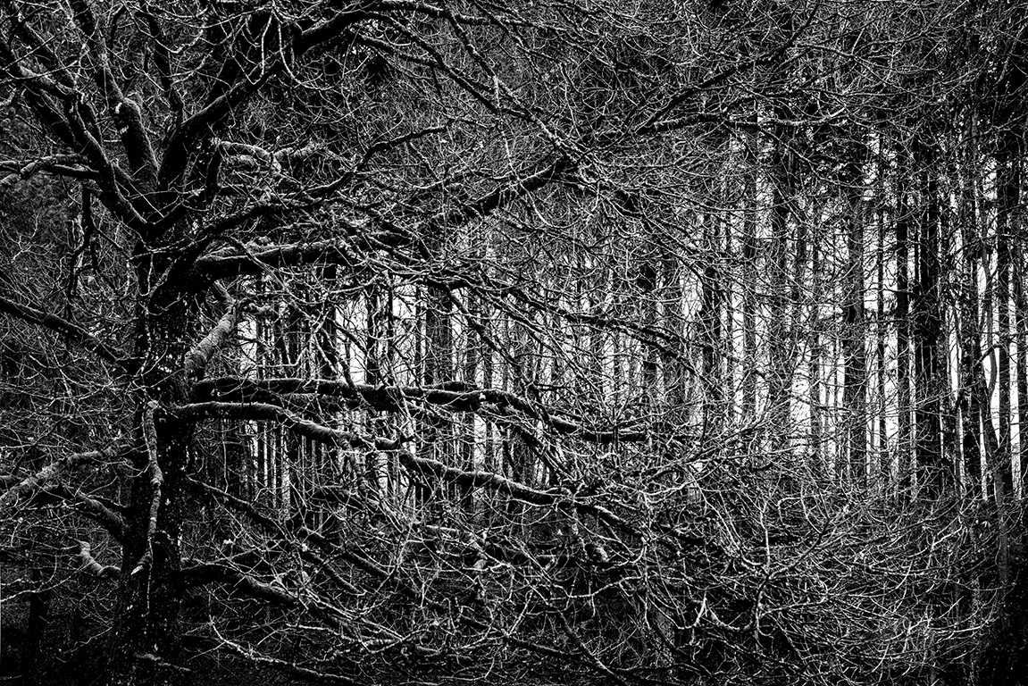 Photography - Perche - Forest winter- Evy Cohen